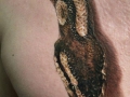 Python regius