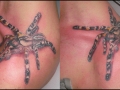 spider_tattoo_poecilotheria_by_derechtebigfoot