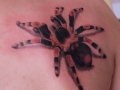 tarantula_by_anubis_osijek